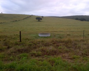 Kinaki cattle water trough in empty paddock Empty paddock with a Kinaki cattle water trough