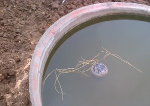 Kinaki cattle water trough with ball valve and water View in a Kinaki cattle water trough with ball valve and water