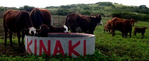Kinaki cattle water trough with some beef cows Beef cows at a Kinaki cattle water trough